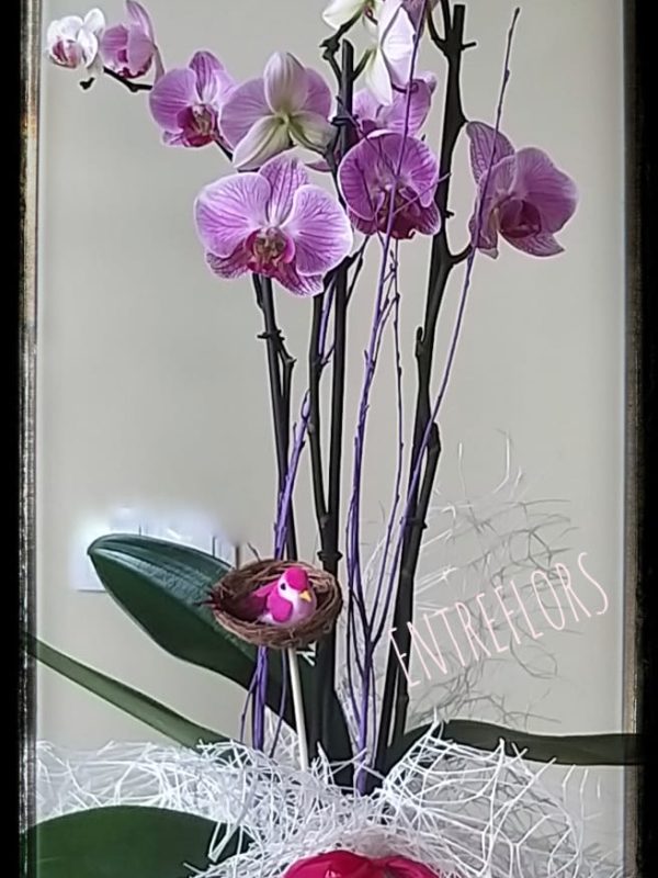 ORQUIDEA-29,80€