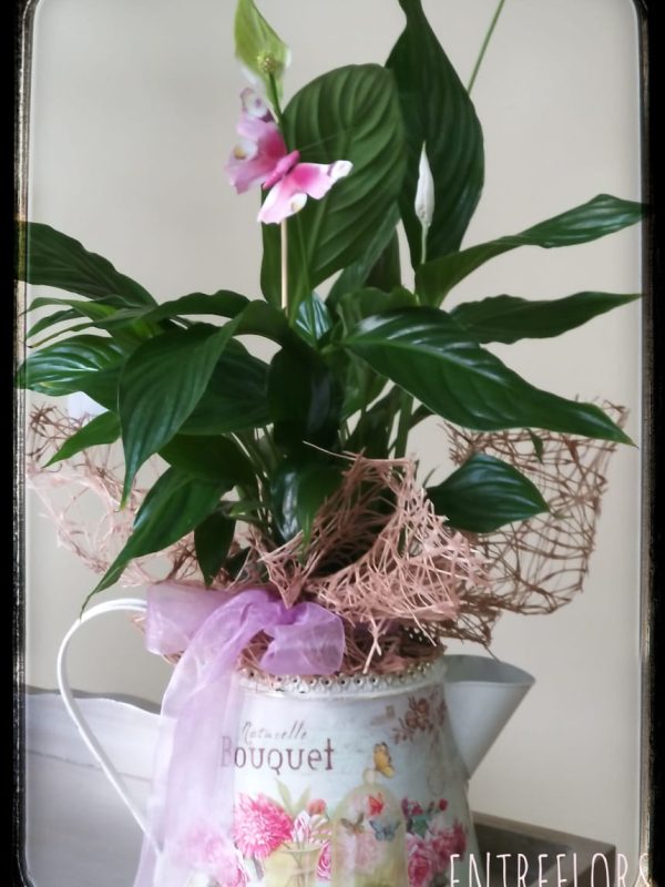 PLANTA-SPATHIPHYLLUM-26,90€